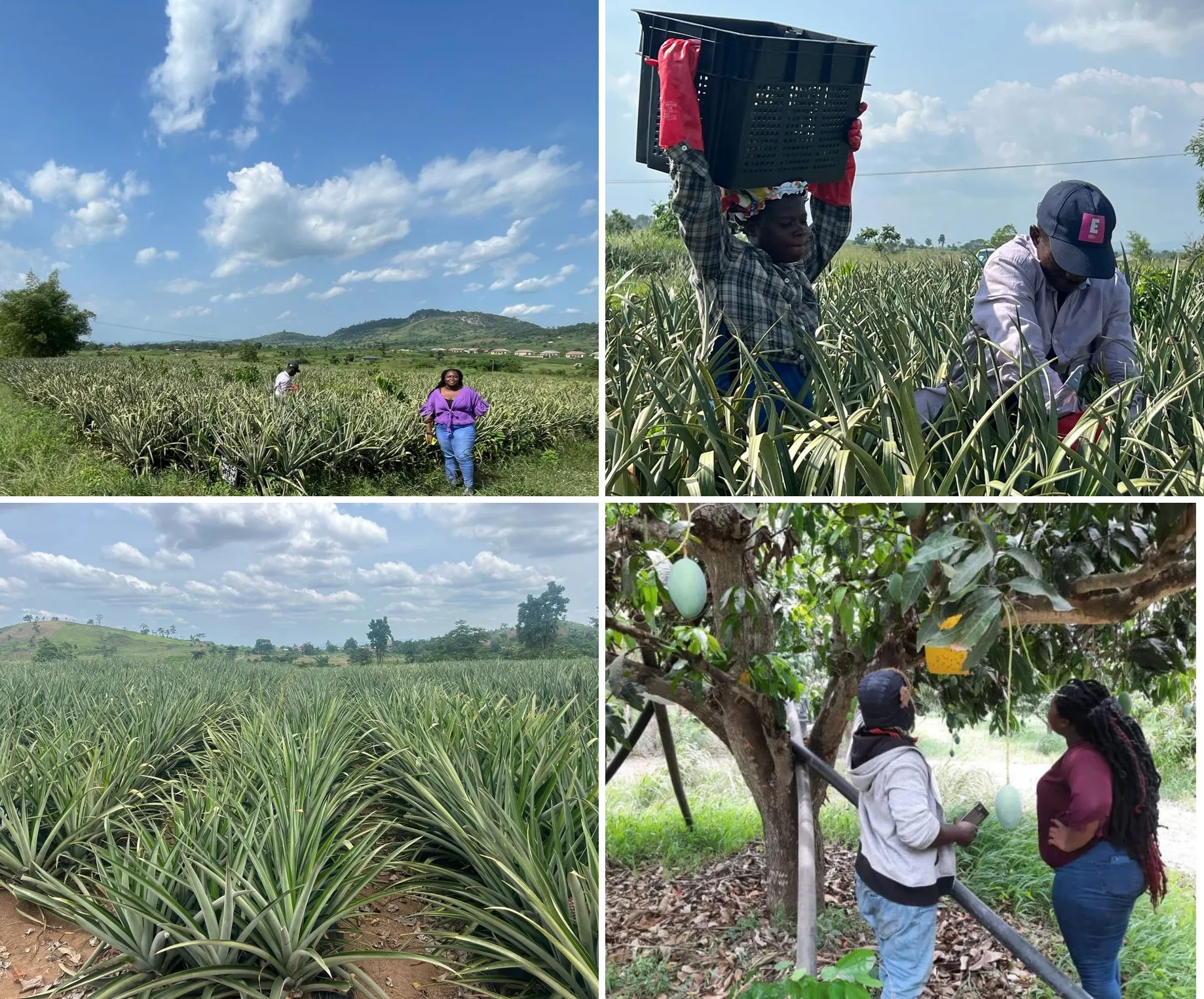 Certification documentation and compliance services for farms