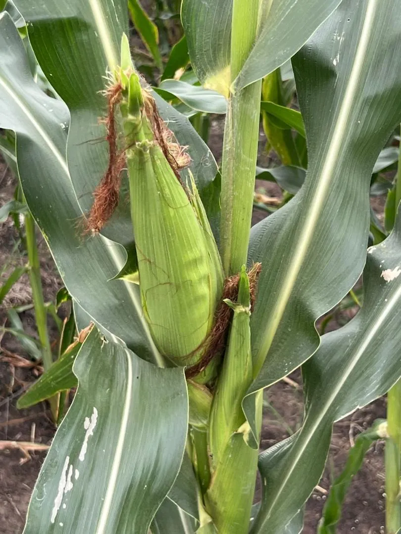 Structured farm management delivering results